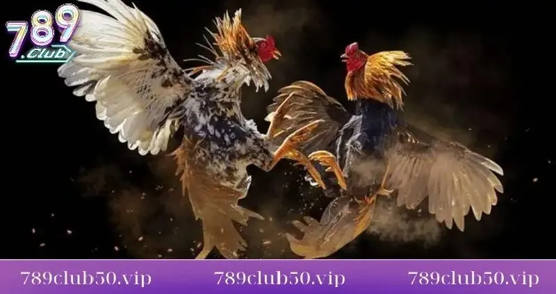 meo ca cuoc da ga cua dao thang lon tai 789club Mẹo cá cược đá gà cựa dao thắng lớn tại 789Club