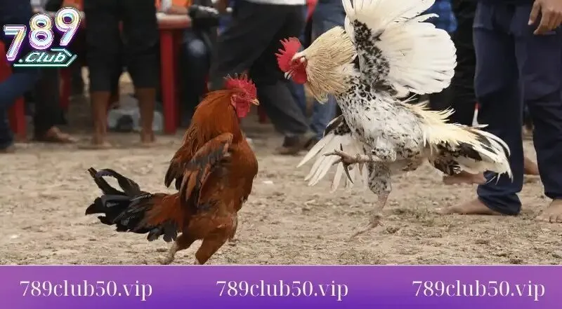 quy tac thi dau va cach tinh thang thu da ga cua dao tai 789club Quy tắc thi đấu và cánh tính thắng thua đá gà cựa dao tại 789Club