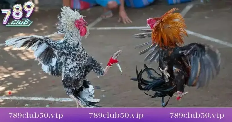so luoc ve da ga cua dao tai 789club Sơ lược về đá gà cựa dao tại 789club